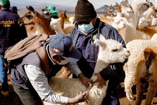 Activa campaña para proteger a más de 62 mil camélidos ante las heladas