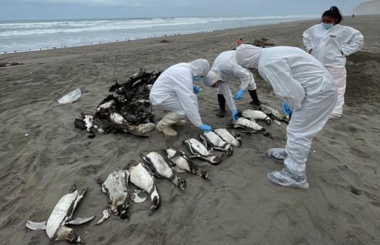 El Niño pone en riesgo a fauna marina de Arequipa
