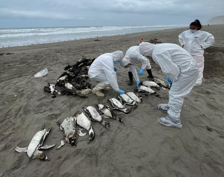 El Niño pone en riesgo a fauna marina de Arequipa