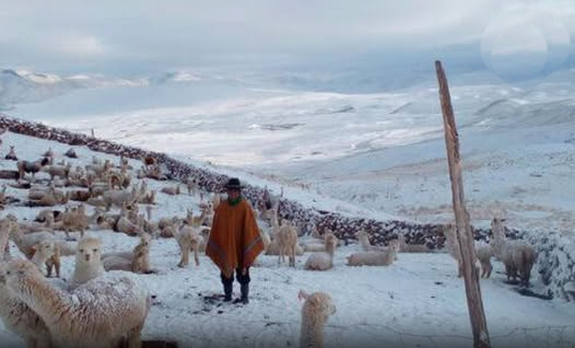 Clima extremo pone en riesgo al ganado y cultivos de la sierra sur