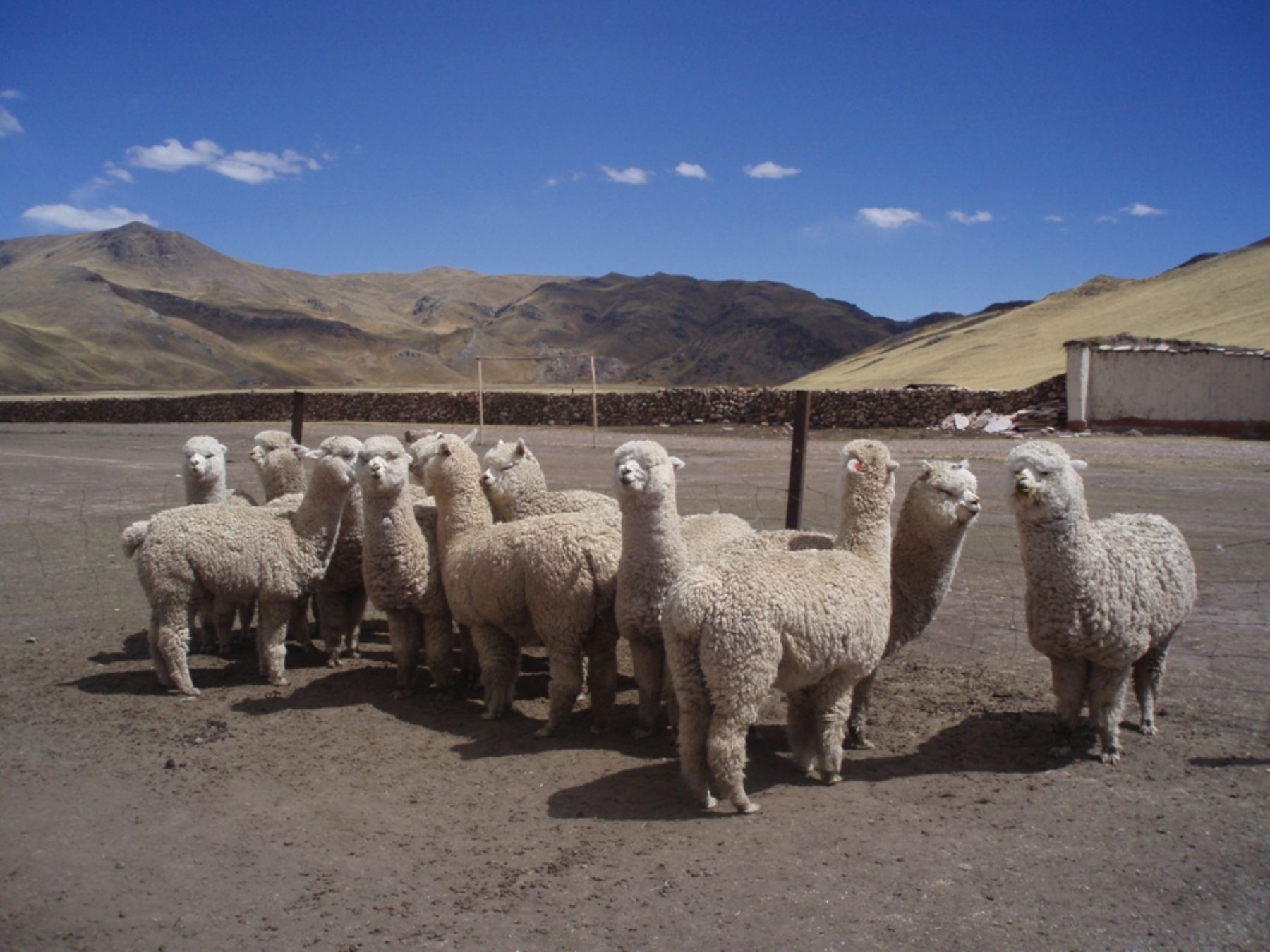 Heladas y sequía cobran la vida de 50 alpacas en Imata: Consejera exige atención urgente del Gobierno Regional