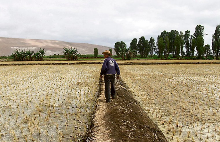 Sequía por El Niño amenaza la próxima campaña agrícola en Arequipa