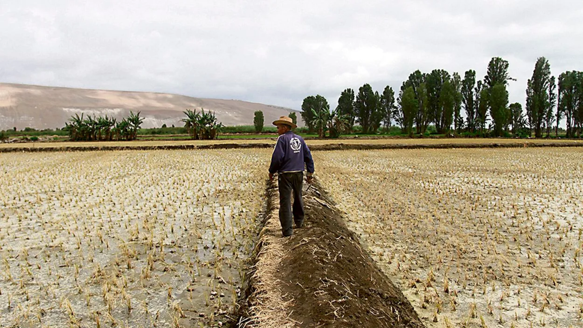 Sequía por El Niño amenaza la próxima campaña agrícola en Arequipa