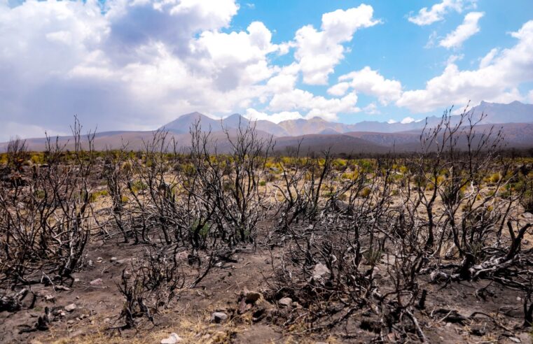 Clima seco por El Niño y la imprudencia humana amenazan 70 mil hectáreas de queñuales en Arequipa