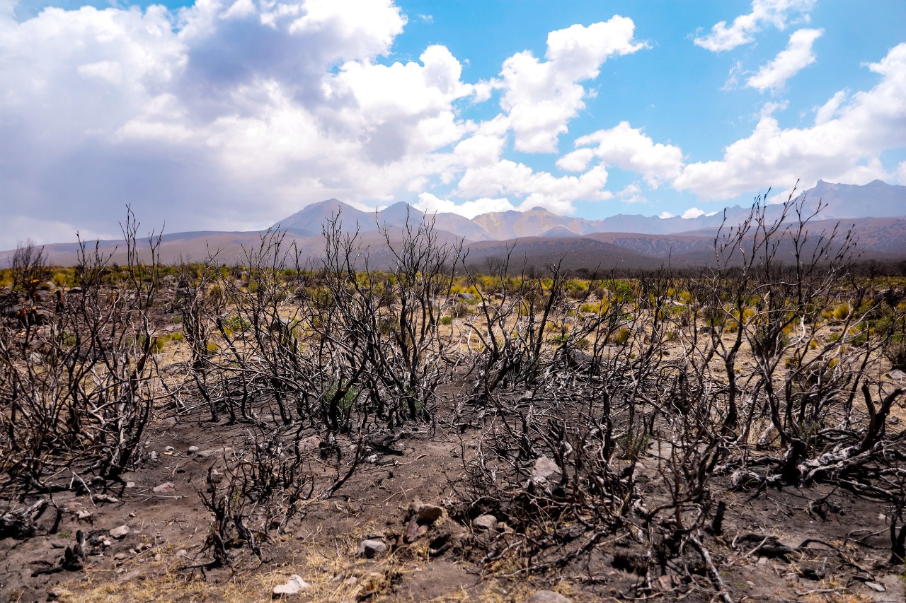 Clima seco por El Niño y la imprudencia humana amenazan 70 mil hectáreas de queñuales en Arequipa