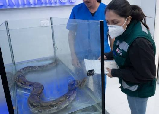 Cae presunto traficante con restos de boas y una anaconda en Cerro Colorado