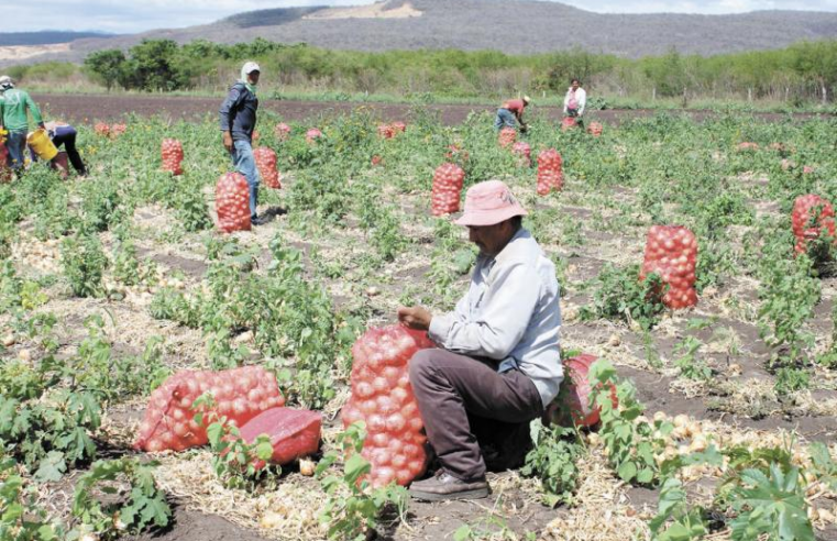 Se pierden cultivos de ajo en valles de Arequipa y alertan por alza de precios