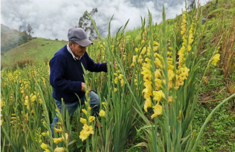Más de 7,000 pequeños agricultores cultivan flores en el Perú