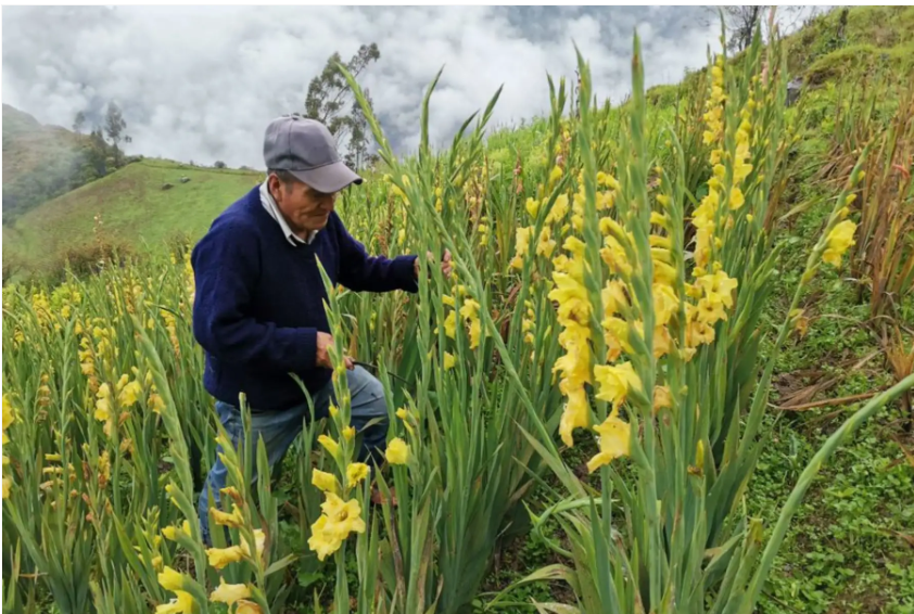 Más de 7,000 pequeños agricultores cultivan flores en el Perú