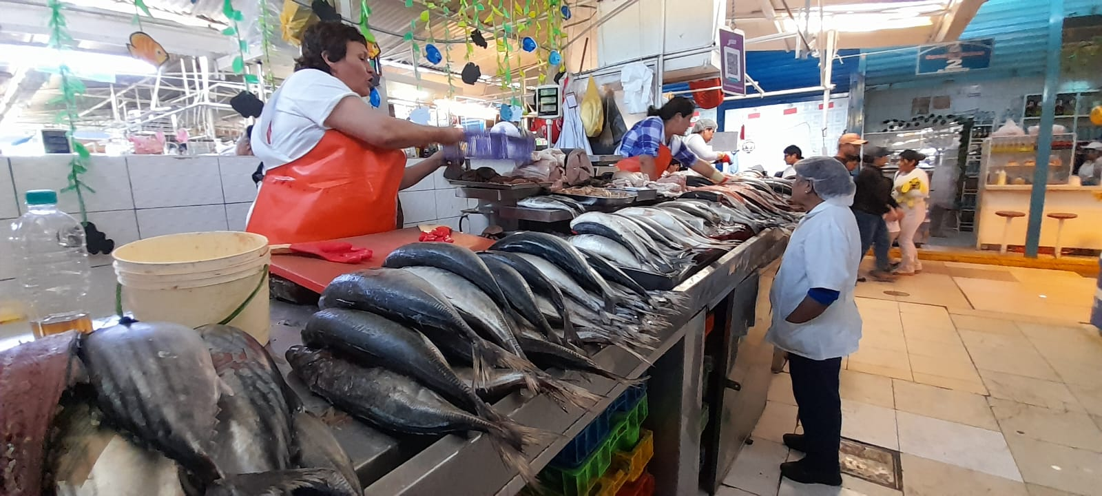 El Niño provoca ausencia de jurel y pota en Arequipa 