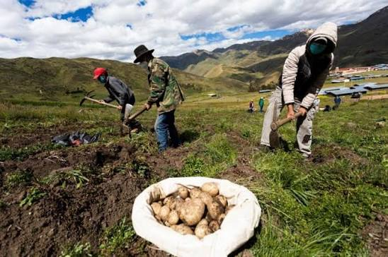 Impacto del cambio climático amenaza producción de papa en el Altiplano