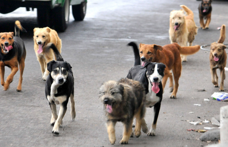 Más de 12 mil perros sin dueño permanecen en las calles