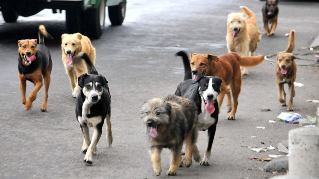 Más de 12 mil perros sin dueño permanecen en las calles