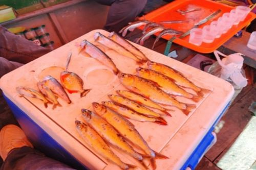Cuatro de cada diez peces del río presentan plástico en el estómago