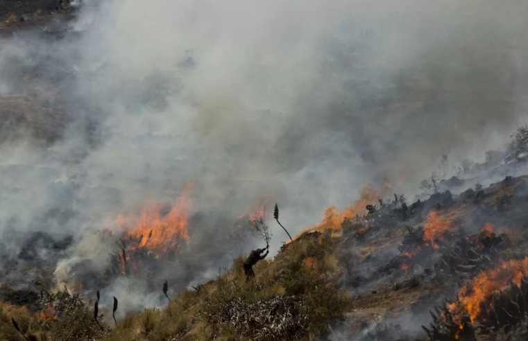 Incendios forestales ponen en peligro hábitat del cóndor en el Colca