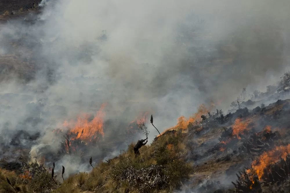 Incendios forestales ponen en peligro hábitat del cóndor en el Colca