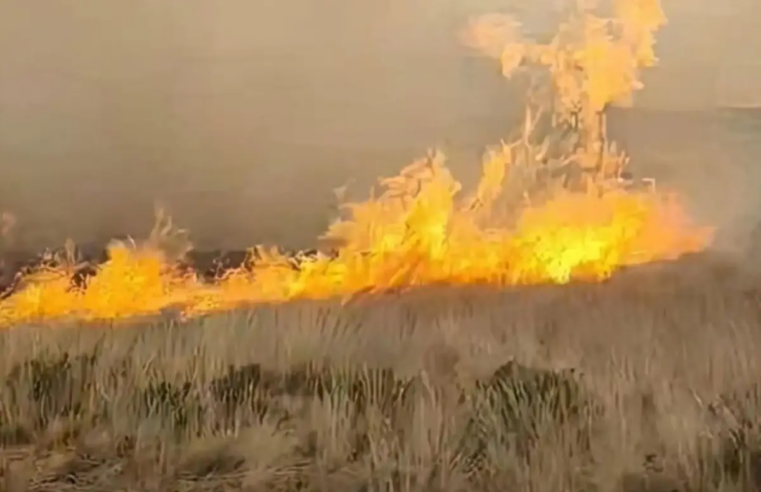 Incendio forestal en Huacullani deja más de 50 alpacas muertas