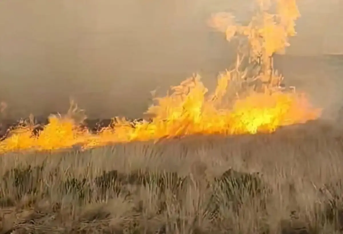 Incendio forestal en Huacullani deja más de 50 alpacas muertas