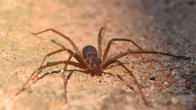 Arequipa acumula 135 casos de picadura de araña casera en lo que va del 2026
