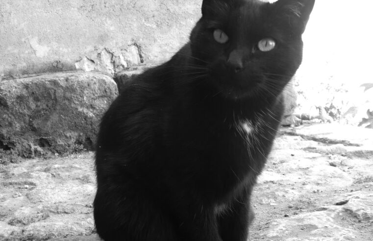 Gatos inmortales