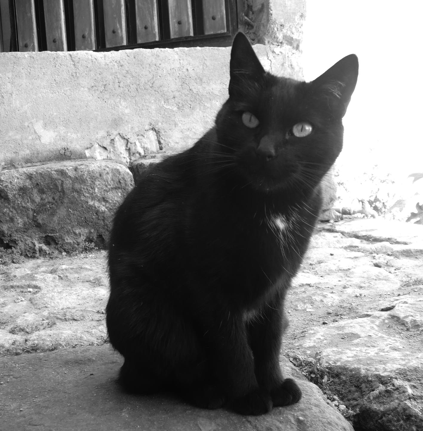 Gatos inmortales