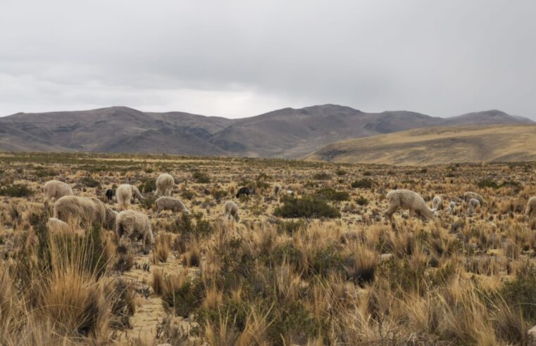 La zona altoandina de Arequipa se prepara para afrontar la sequía
