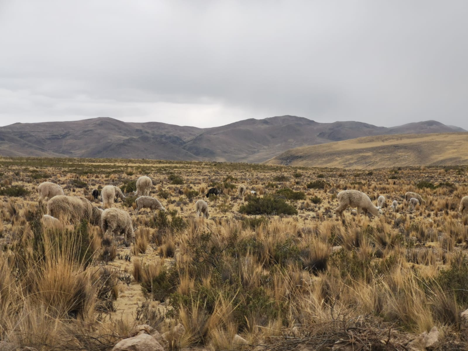La zona altoandina de Arequipa se prepara para afrontar la sequía