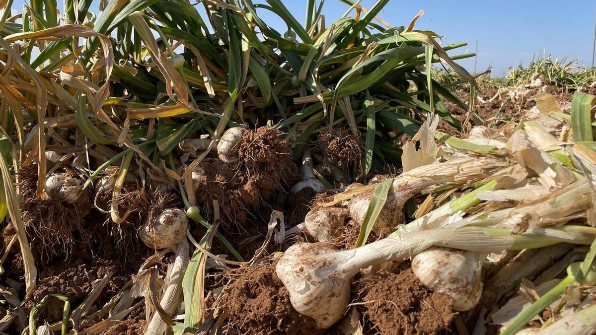 Agricultores de Islay reciben capacitación para mejorar cultivos de ajo