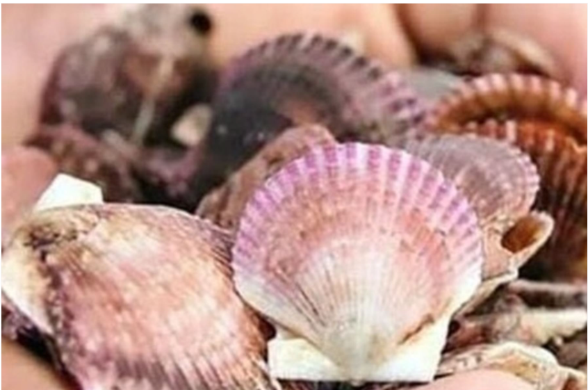 MINAM coordinan estrategias para conservar la biodiversidad