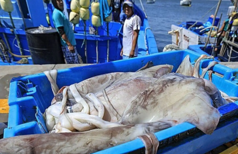 Pescadores de pota piden limitar capturas en alta mar ante riesgo de El Niño