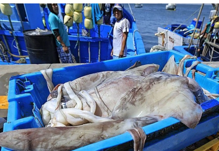 Pescadores de pota piden limitar capturas en alta mar ante riesgo de El Niño