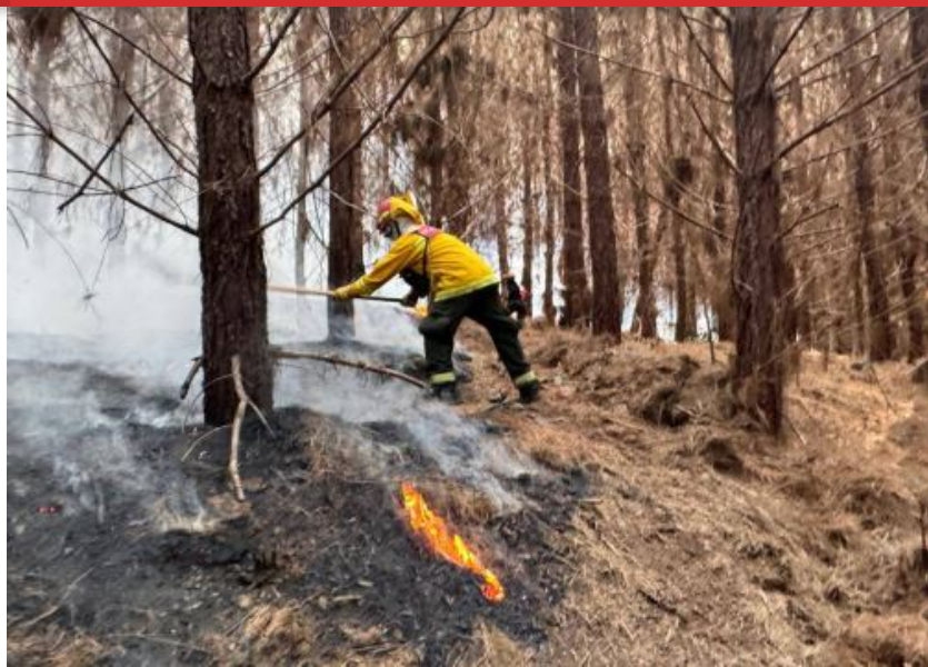 Tres incendios forestales de gran magnitud arrasan vegetación