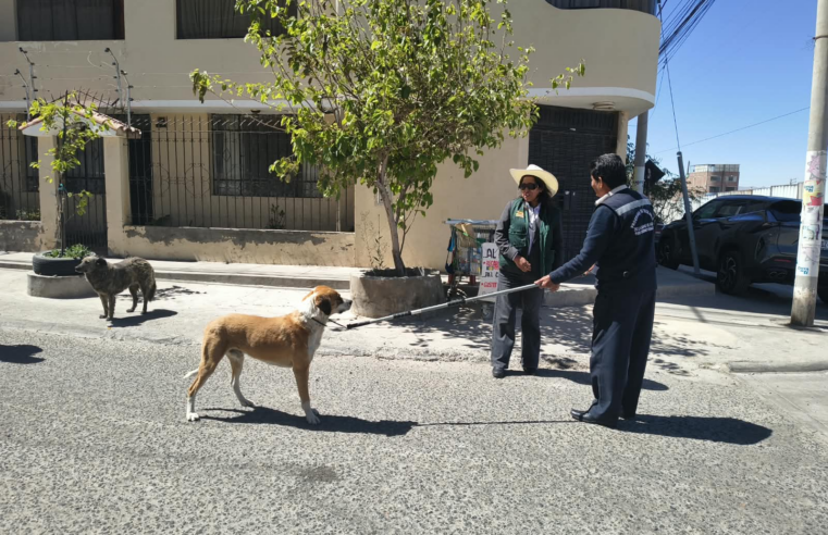Multas de hasta S/ 11 mil por abandonar perros en Paucarpata