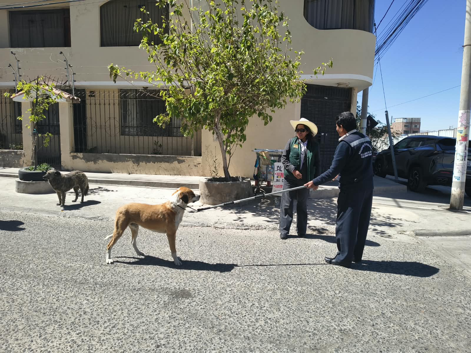 Multas de hasta S/ 11 mil por abandonar perros en Paucarpata