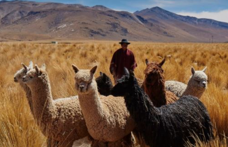 La alpaca peruana conquista el mundo por su fibra y valor cultural