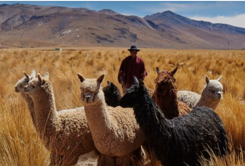 La alpaca peruana conquista el mundo por su fibra y valor cultural