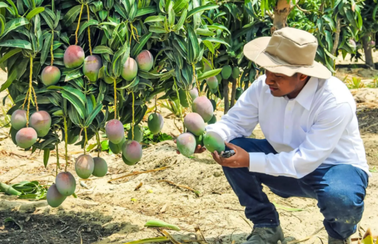 Agroexportadores piden créditos flexibles para enfrentar efectos de El Niño