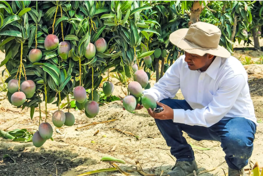 Agroexportadores piden créditos flexibles para enfrentar efectos de El Niño