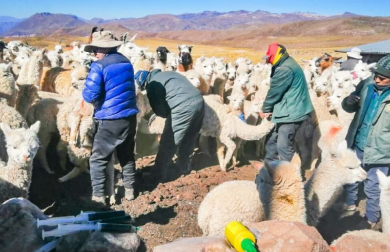 Sequía pone en riesgo actividad ganadera de 24 comunidades campesinas de Arequipa
