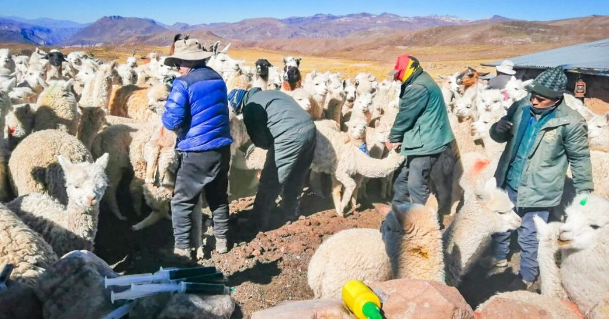 Sequía pone en riesgo actividad ganadera de 24 comunidades campesinas de Arequipa