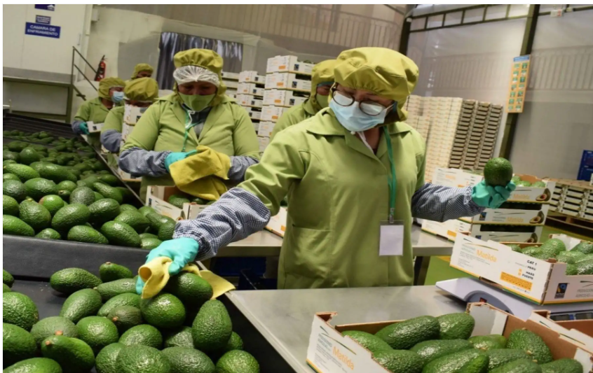 Agroexportaciones: $ 8 300 millones y abren oportunidades para Arequipa
