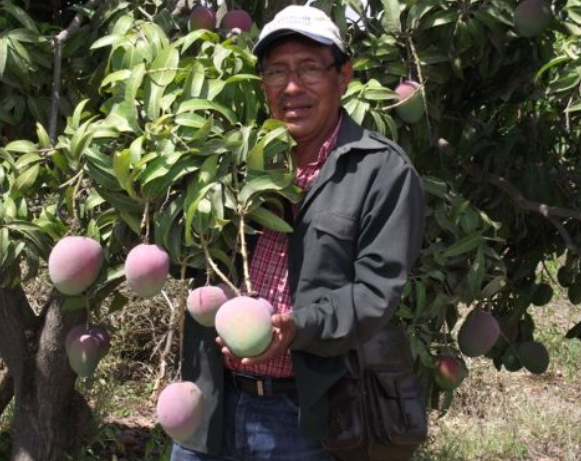 El Niño pone en riesgo 35 000 hectáreas de mango y 3 000 de arroz