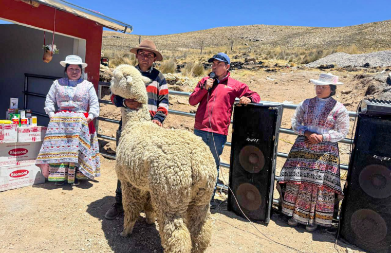 Sibayo fortalece crianza de camélidos con nuevo centro de reproductores