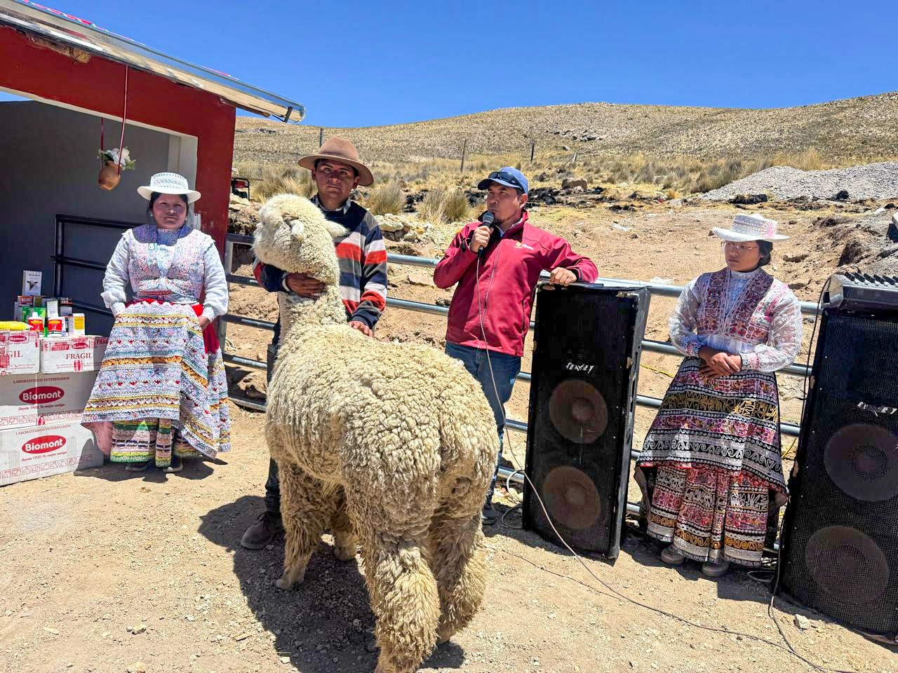 Sibayo fortalece crianza de camélidos con nuevo centro de reproductores