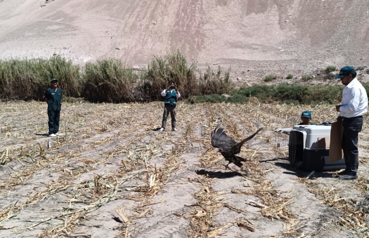 Águila mora es rescatada y liberada tras cinco días de recuperación