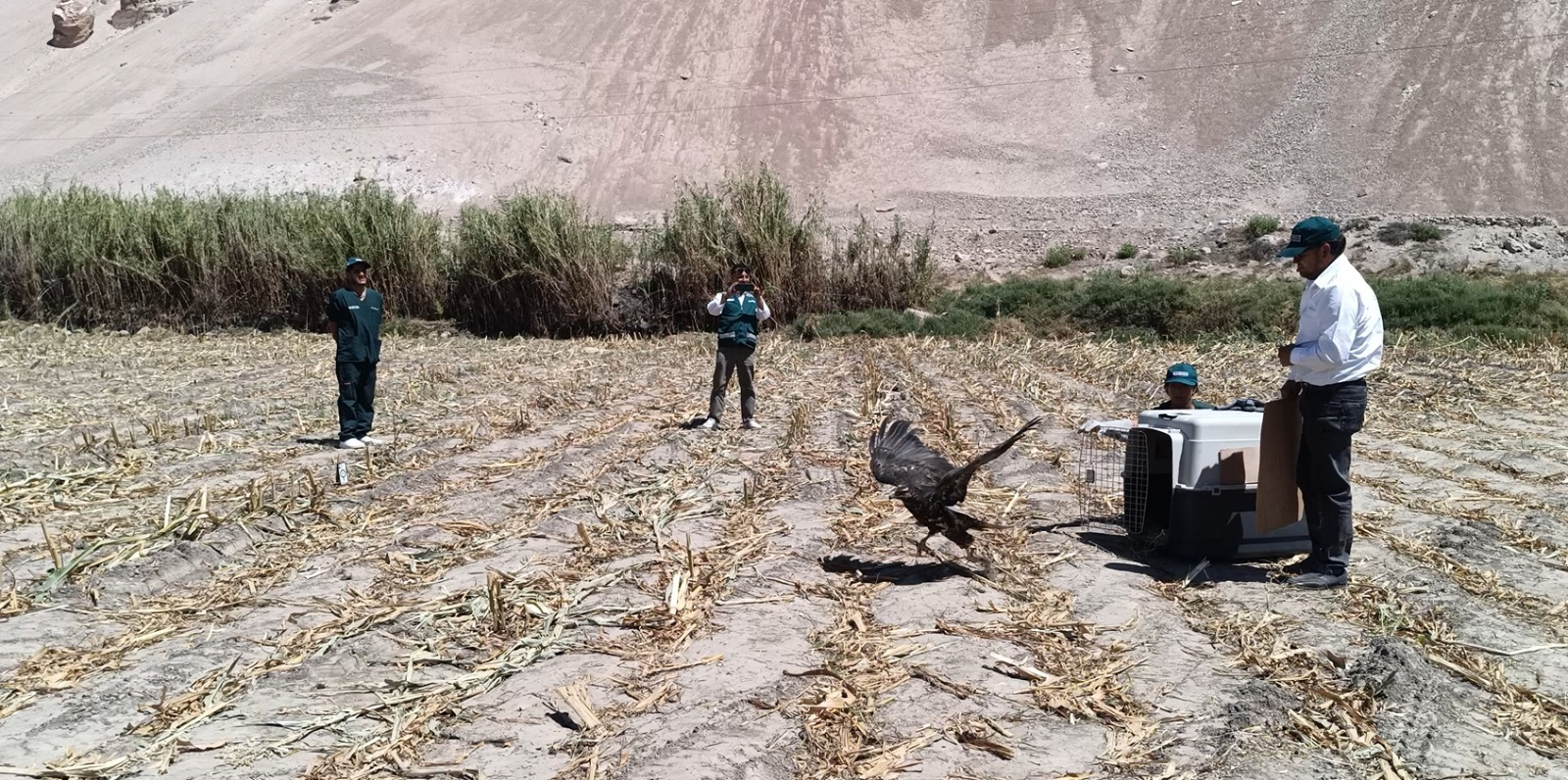 Águila mora es rescatada y liberada tras cinco días de recuperación