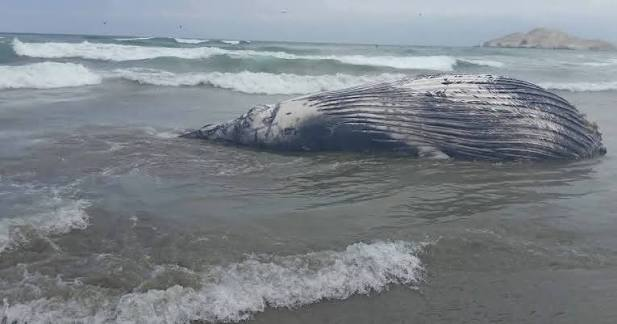 Muere ballena juvenil que quedó varada cerca de la Reserva Nacional de Lagunas de Mejía