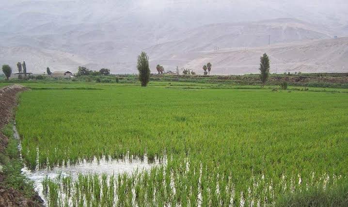 Cultivos de arroz y miles de familias en riesgo en Uraca – Corire por el Fenómeno El Niño